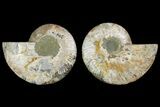 Agatized Ammonite Fossil - Crystal Pockets #144103-1